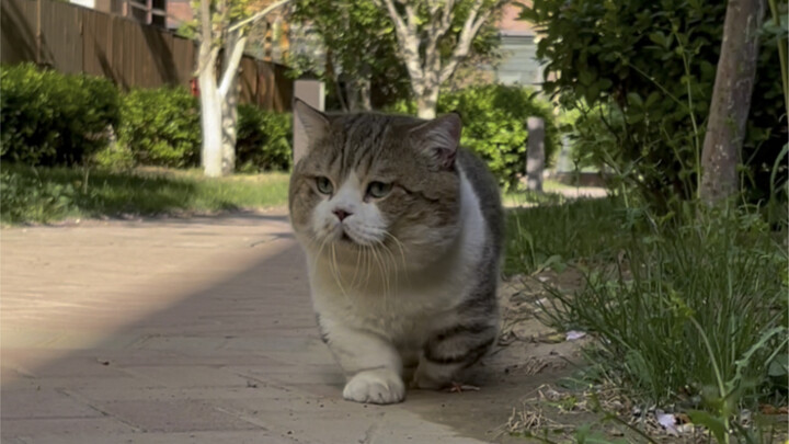 The secret why Ruhua can't walk fast...