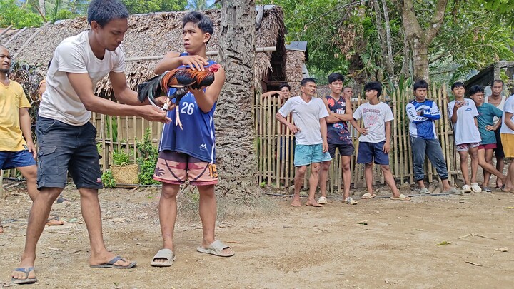 3rd Fight (Win) 3yrs old