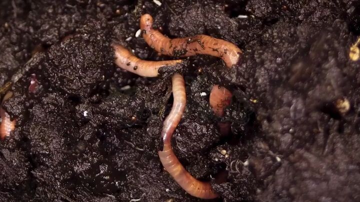 কেঁচোর বিচিত্র ভালোবাসার গল্প ।। Eco-Facts