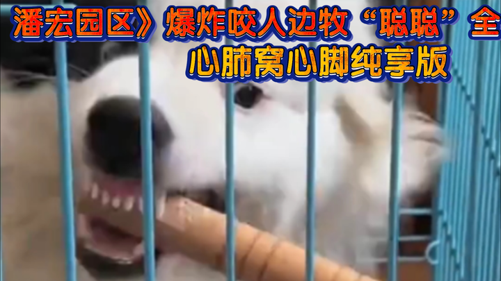 “Pan Hong Park Area” – Explosive, bite-prone Border Collie! Heart-melting paws, pure-joy version!