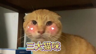 互联网三大猫王