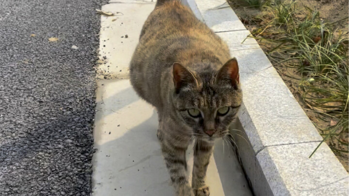 当我跟踪流浪猫想看看她的孩子，却被她发现了……