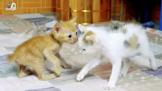 Stray kitten meet orphan kitten for the first time