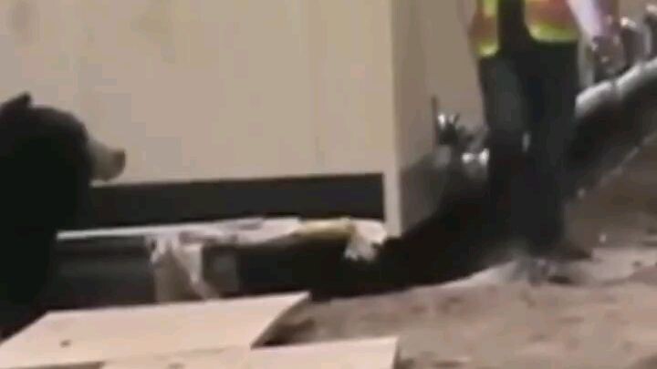 mau ketawa tapi dia pekerja
