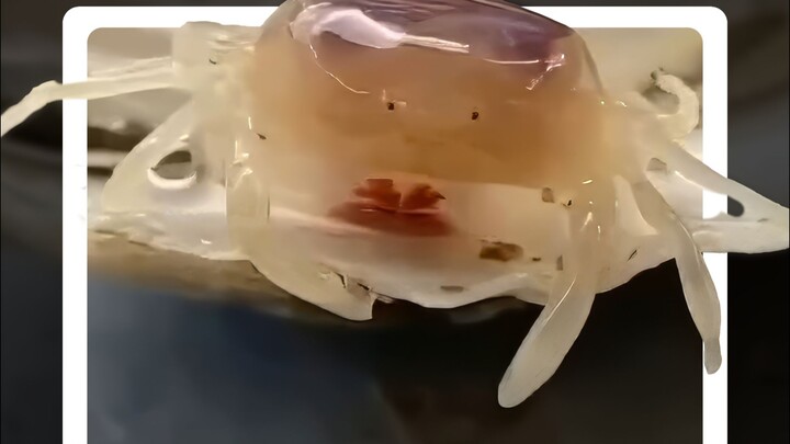 It is the smallest crab in the world and likes to lie flat inside the belly of an oyster.