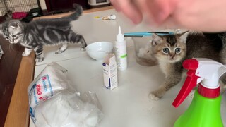 Vệ sinh và chăm sóc mèo con mới mua đúng cách   Tiệm mèo sen