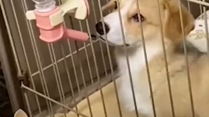A great canine physicist is about to be born.