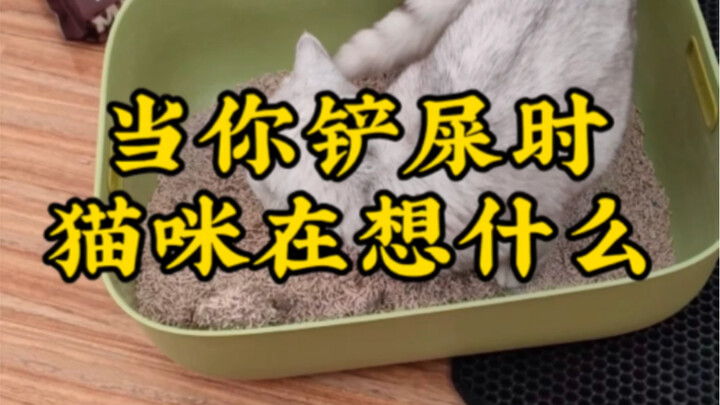 当你铲屎时，猫咪在想什么呢