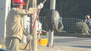 司机师傅问我最近怎么这么多人在路上卖甲鱼🤔有知道是为什么的朋友吗