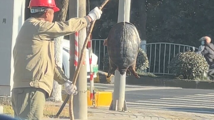 Anh tài xế hỏi tôi sao dạo này lại có nhiều người bán ba ba trên đường thế nhỉ🤔 Có bạn nào biết lý d