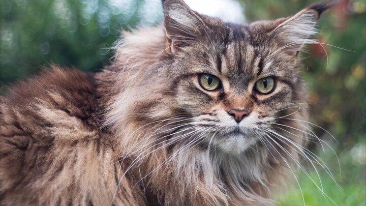 عشر ثوانٍ تجعلك تعشق أفلام القطط الروسية