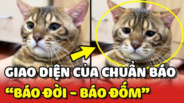 Mon Báo - Chàng mèo có giao diện chuẩn "BÁO ĐỜI, BÁO ĐỐM" 😂