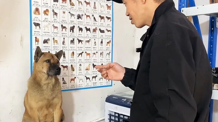 Nasib yang buruk! Dokter yang dimarahi anjing selama lima tahun telah menjadi tuannya!