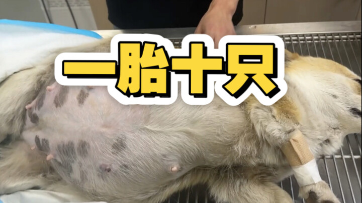 祝愿大家都能一次生八个，为出生率做做贡献