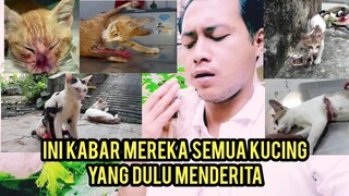 Alhamdulilah Kucing-Kucing Jalanan Yang Dulu Menderita Sakit Parah Di Jalanan Sekarang Sudah bahagia