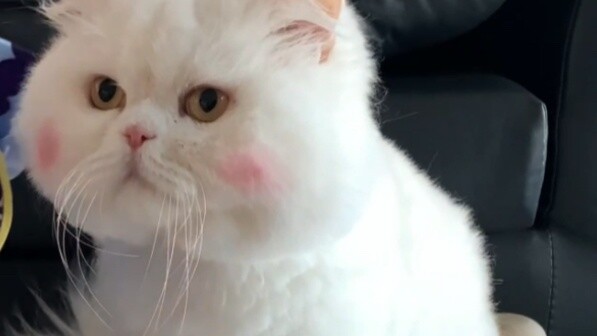 ฉันไม่ควรใจร้ายขนาดนั้นและให้แมวของฉันได้ เพราะเก็นชินอิมแพกต์ซอมบี้ Qiqi