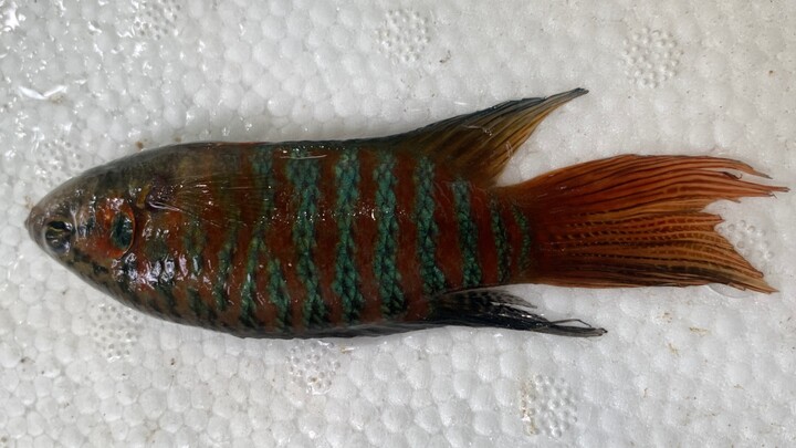 Another day where snakes outnumber eels—stay extra cautious outdoors around the Dragon Boat Festival