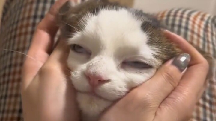 "On the Matter of My Dog Being My Owner"