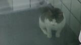 Về con mèo không biết đột nhập vào nhà rồi đi thẳng vào toilet để dùng