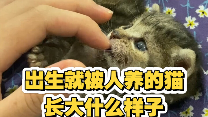 What does a cat raised by humans from birth look like when it grows up?