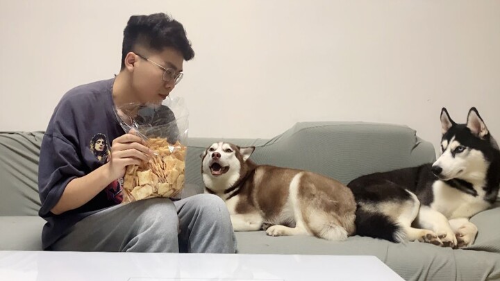 How to Snack Without Getting Caught by Two Huskies