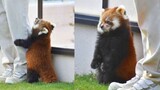 Setelah panda merah gagal meminta pelukan, ia menjadi kecewa.