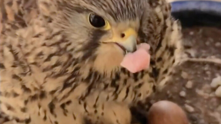 Elang merah bikin sarang di balkon, berani banget sampai masuk ke rumah untuk makan