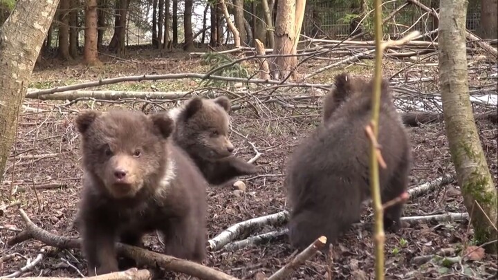 【Si Beruang Kecil】Hamster Siberia sulit terjual, tolong bantu kami!