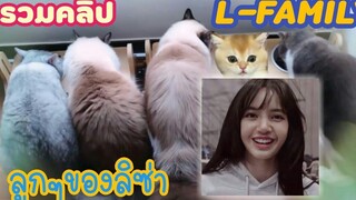 L-family cats LISA BLACKPINK รวมคลิปลูกๆทั้ง 5L ของลิซ่า