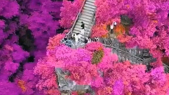 Flower lovers