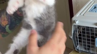 Record the daily routine of collecting cats