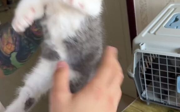 Catat rutinitas harian mengumpulkan kucing