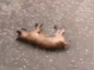 Hujan es mematikan suasana!