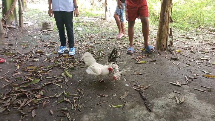 pinaka matagal na laban walang tarim parehas ang Tari parehas pang kanan