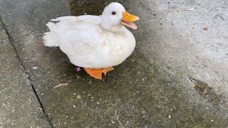 小鸟落水，柯尔鸭在岸边狂笑