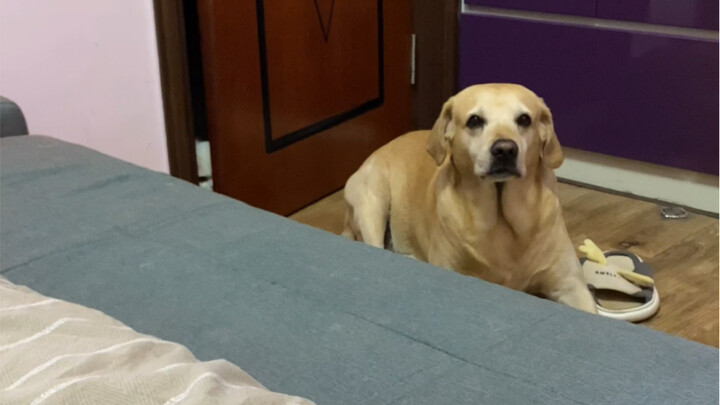 The big yellow dog keeps thinking about getting into bed.