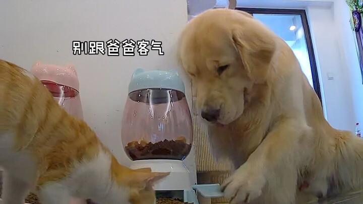 Không bao giờ để cún con ở nhà một mình nữa…