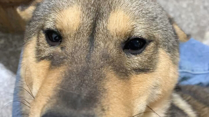 Dogs want to listen to dog songs