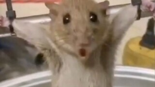 "Aku, Tikus, tak tahan lagi. Kumohon, kumohon, berilah aku sedikit kelegaan..."