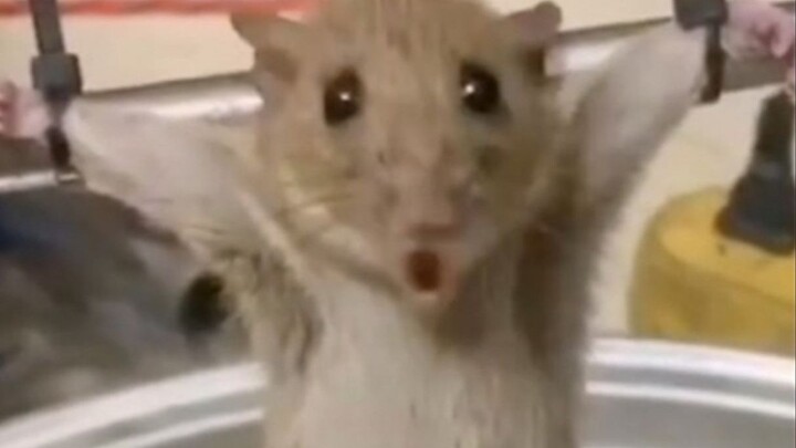 "Aku, Tikus, tak tahan lagi. Kumohon, kumohon, berilah aku sedikit kelegaan..."