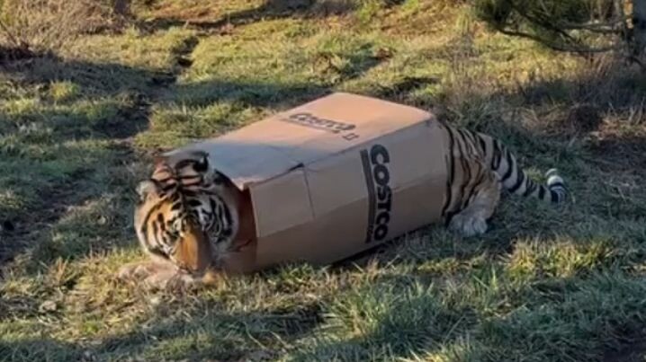 Faktanya, kucing sebesar apa pun tetap suka masuk ke dalam kotak kardus