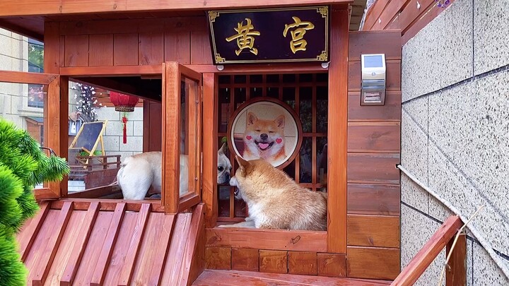 Big Yellow’s room is finally up for sale—today, it’s the happiest pup around!