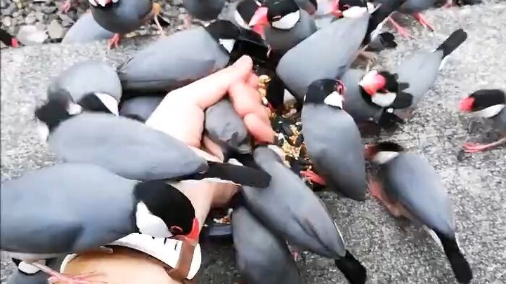 Not-So-Wild Wild Budgie