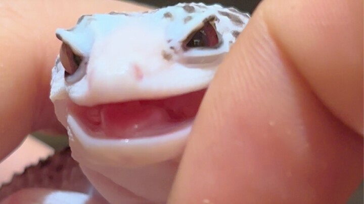 A gecko’s fake eyelashes…
