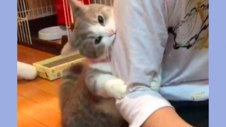 Six Bad Habits That Make Cats Like You Less and Less