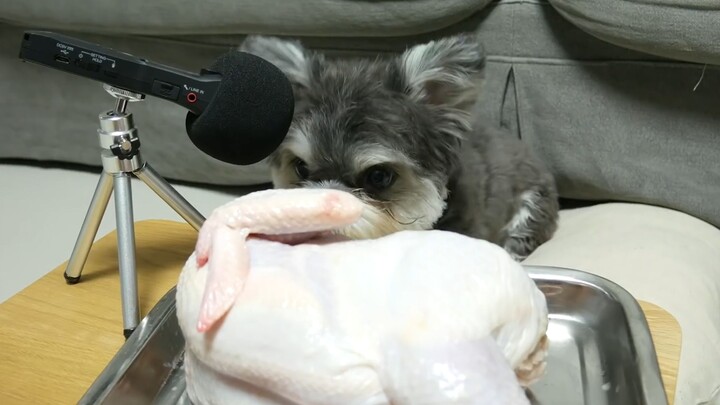 Little snack lover dog eating chicken, so cute as it slurps and chews~