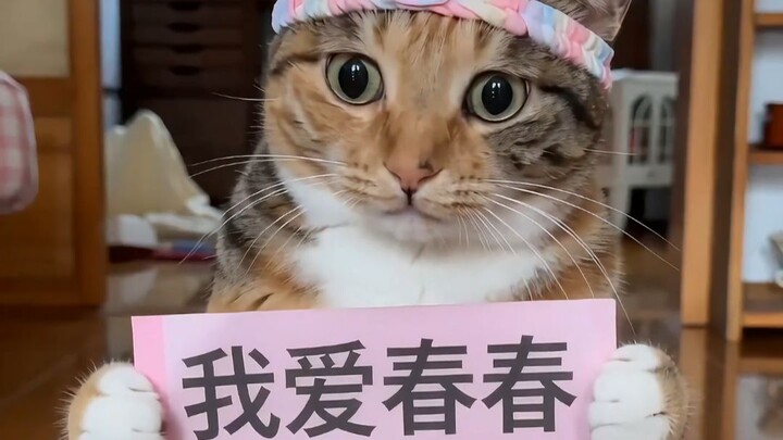 คุณแมวน้อย โปรดสำรวมตัวเองด้วย!