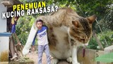 VIRAL! Penemuan Kucing Raksasa Sebesar Gajah? Mengerikan atau Menggemaskan? - Video Kucing Lucu