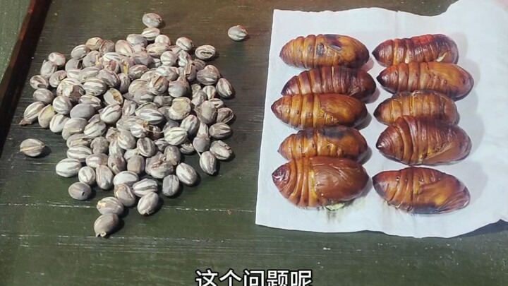 Mana yang lebih otoritatif: kepompong ulat sutra atau saus pedas asing?