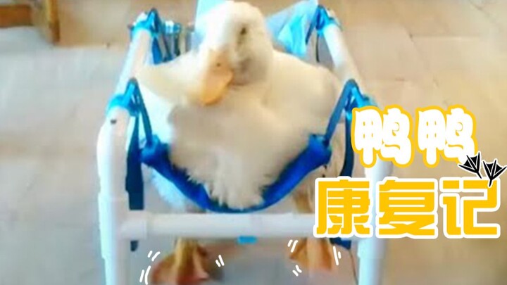 Duckie’s Recovery Journey: How Tough It Is for a Duckling with Brittle Bone Disease to Stand Up